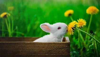 温州怎么找黄牛代办的最新政策(2025年温州怎么找黄牛代办业务分享)